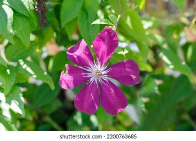 Clematis Warszawska Nike flower (Early large-flowered clematis) - Latin name - Clematis Warszawska Nike