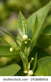 Clementine Flower Buds - Latin Name - Citrus Clementina