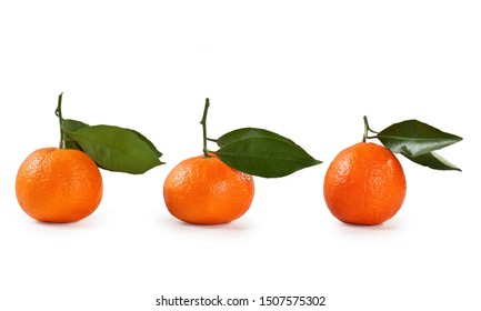 Clementine Fruit Leaf Isolated On White Background- Citrus Clementina