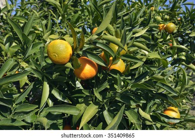 Clementine Fruit On Tree - Citrus Ã?? Clementina