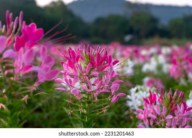 Cleome, decorative plant with large attractive flower spikes. Pink, purple and white flowers last into autumn. 
Particularly useful for sunny locations with rich soil. As solitary plant or for cutting - Powered by Shutterstock