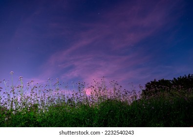 Cleome, decorative plant with large attractive flower spikes. Pink, purple and white flowers last into autumn. 
Particularly useful for sunny locations with rich soil. As solitary plant or for cutting - Powered by Shutterstock