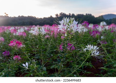 Cleome, decorative plant with large attractive flower spikes. Pink, purple and white flowers last into autumn. 
Particularly useful for sunny locations with rich soil. As solitary plant or for cutting - Powered by Shutterstock