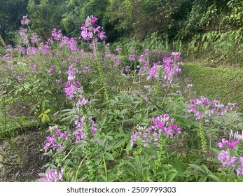 Cleome houtteana - Cleome houtteana, commonly known as spider flower, spider plant, pink queen, or grandfather's whiskers. - Powered by Shutterstock