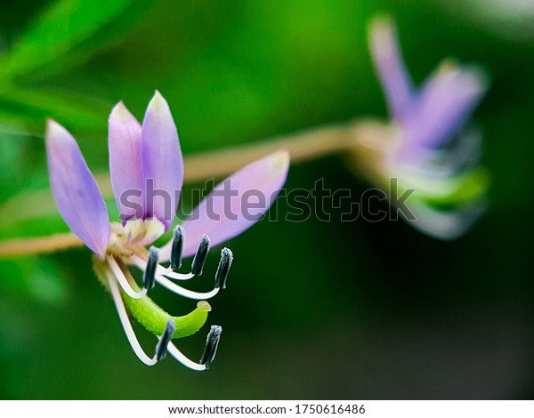 Cleome Rutidosperma Commonly Known Fringed Spider Stock Photo Edit Now