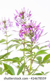 Cleome Senorita Rosalita