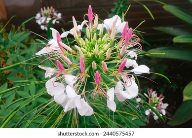 Cleome spinosa flower also called bunga Mamang besar, beautiful in garden. Close up photo - Powered by Shutterstock