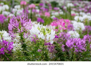 Cleome spinosa flower in the park - Powered by Shutterstock
