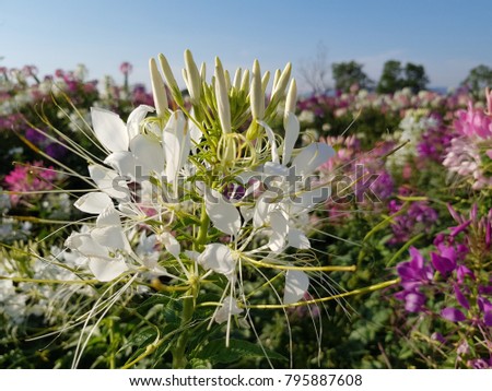 Cleome spinosa flowers (Klee-OH-mee spye-NOH-suh)