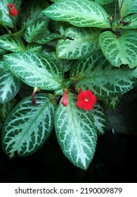 632 Begonia s Images, Stock Photos & Vectors | Shutterstock