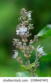 Clerodendrum serratum - Wild flowers found during monsoon in Western Ghats of India - Shutterstock ID 1598447491