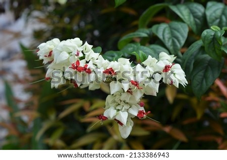 Clerodendrum Thomsoniae, Bag Flower, Glory Bower,
Bleeding Heart Vine, Nona Makan sirih, is an evergreen liana. The flowers are arresting, with crimson petals emerging from a white base.
