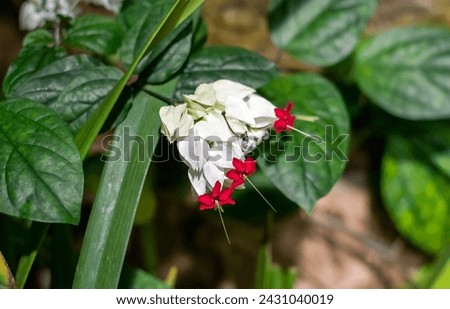 Clerodendrum thomsoniae or bleeding glory-bower growing in Nha Trang Vietnam