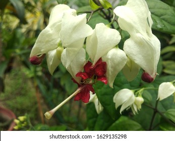 Clerodendrum Thomsoniae With Decorative Two Coloured Flowers.It Has Gained The Royal Horticultural Society's Award Of Garden Merit