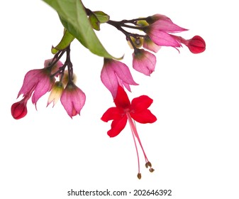 1,051 Clerodendrum thomsoniae Images, Stock Photos & Vectors | Shutterstock