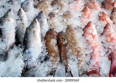 Clese Up Of Frozen Fish