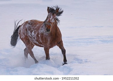  Cleveland Bay Horse After Rolling In Snow