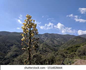 Cleveland National Forest In Southern California