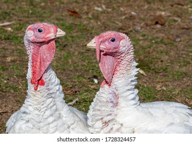 Clever And Animated Free Range Turkeys