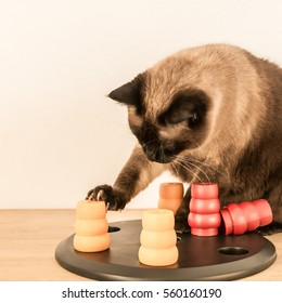 Clever And Assiduous Cat Playing With Pet Puzzle - Square.