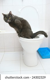 Clever Cat Uses A Toilet Bow