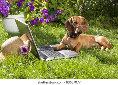  Clever Dog  Dachshund In Glasses  And Laptop Computer