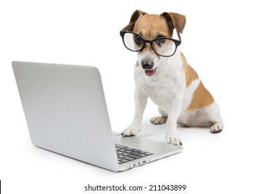 Clever dog with glasses uses computer