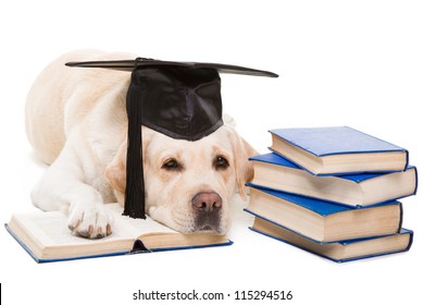 clever dog, pale-yellow labrador retriever with hat of the bachelor reading books on  isolated white background