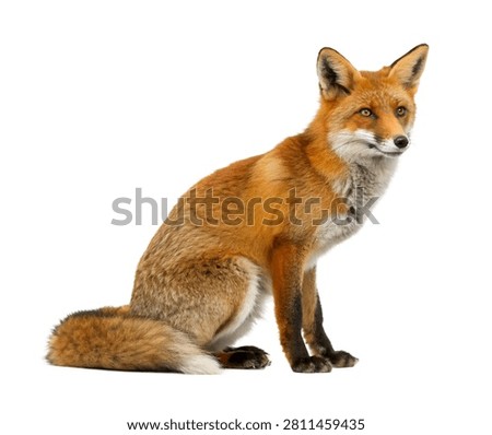 Clever Fox Clever Fox Alert Sitting Pose Inte Isolated On White Background
