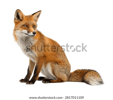 Clever Fox Clever Fox Alert Sitting Pose Int Isolated On White Background