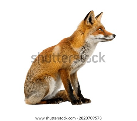 Clever Fox Clever Fox Alert Sitting Pose Int Isolated On White Background