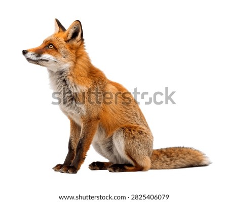 Clever Fox Clever Fox Alert Sitting Pose Inte Isolated On White Background