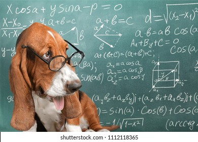 Clever Funny Dog Wearing Eyeglasses