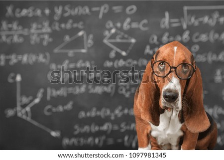 Clever funny dog wearing eyeglasses