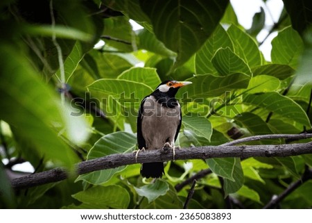 The Clever Gaze Indian Myna Species, where the intelligence and charm of these remarkable birds take center stage. The Indian myna birds found in India and Bangladesh. Foto stock © 