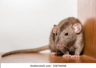 clever house rat
