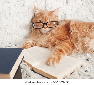 Clever Maine Coon Cat With Glasses Reading A Book