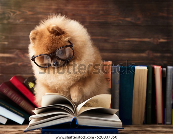 本を持つ賢いポメラニアの犬 犬が本で毛布にくるまった 眼鏡をかけた真剣な犬 図書館で犬を飼う の写真素材 今すぐ編集