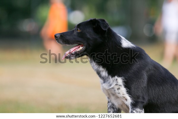 Clever Working Black White Blue Merle Stock Photo Edit Now