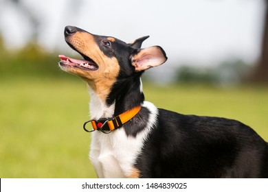 1000 Short Haired Collie Puppy Stock Images Photos Vectors