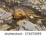 Clibanarius erythropus with sink on a stone