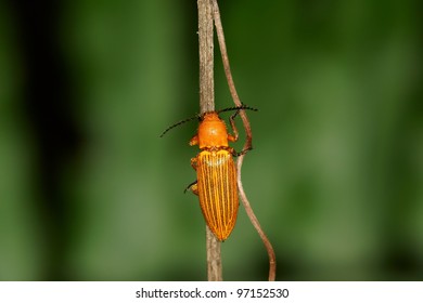 Click Beetle Stock Photo 97152530 | Shutterstock