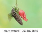 A click beetle foraging on a vine. This insect has the scientific name Oxynopterus audouini.