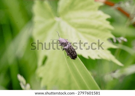 Click beetle on a green leaf with copy space