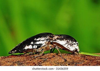 click beetle in the parks