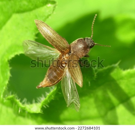                             Click Beetle spreading wings ready for takeoff   