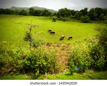 Click From Konkan Railway. Pet Animals Are Having Their Meal