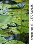 Clicking Stream (river) Frog (Strongylopus grayii) and blue water lily or Cape water lily (Nymphaea nouchali) at Harold Porter Botanical Garden. Betty