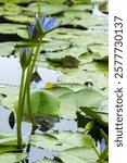 Clicking Stream (river) Frog (Strongylopus grayii) and blue water lily or Cape water lily (Nymphaea nouchali) at Harold Porter Botanical Garden. Betty