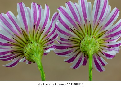 Cliff Aster Blossoms (Malacothrix Saxatilis), Santa Susana Mountains, California